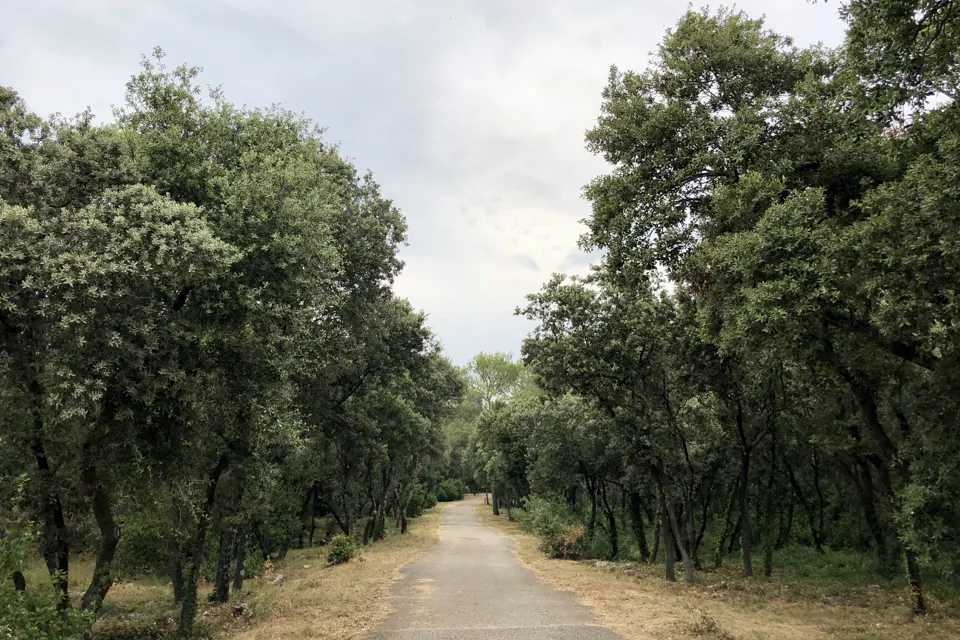 Une allée de terre bordée de chênes verts dans le bois de Montmaur